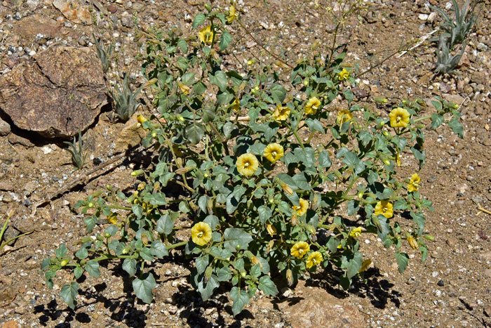 Yellow Nightshade Groundcherry is both an annual or perennial plant that grows up to 30 inches more or less. Physalis 